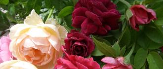 Английские розы: описание, посадка и уход