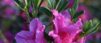 Комнатный цветок азалия: выращивание и уход в домашних условиях