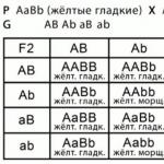 Учительские университеты