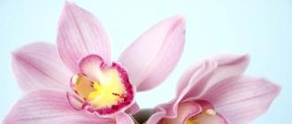 घरी ऑर्किड: फुलाशी संबंधित चिन्हे आणि अंधश्रद्धा